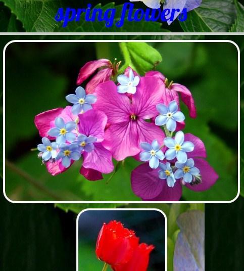 Spring Flowers For Android Apk Download