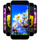 Spring Flowers Wallpapers ikona