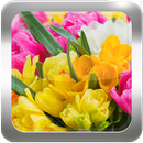Primavera Fondos Animados - Imágenes Bellas APK