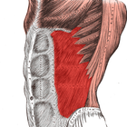 Anatomy: Atlas of Muscles icône