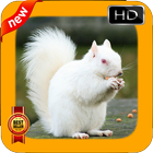 Squirrel Wallpapers آئیکن