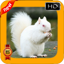 Squirrel Wallpapers APK