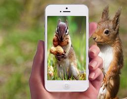 Squirrel Wallpapers Affiche