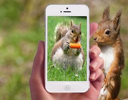 Squirrel Wallpapers تصوير الشاشة 1