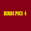 Birds Pics 4 APK
