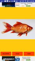 Fish Images پوسٹر