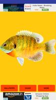 Fish Images اسکرین شاٹ 1