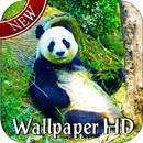 APK Panda Live Wallpaper