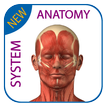Human Anatomy - Muscles System