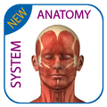 ”Human Anatomy - Muscles System