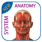 Human Anatomy - Muscles System иконка