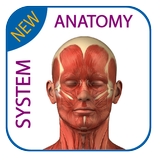 Human Anatomy - Muscles System