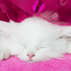 可爱的可爱粉红色小猫猫主题 圖標