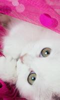 可爱的可爱粉红色小猫猫主题 海報