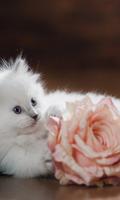 可爱的可爱粉红色小猫猫主题 截圖 2