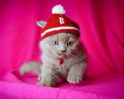 可爱的可爱粉红色小猫猫主题 截圖 3
