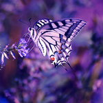 Purple Butterfly Wallpaper Theme APK