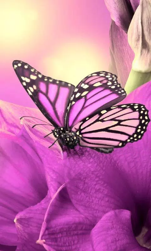 Purple Butterfly Wallpaper Theme APK pour Android Télécharger