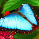 Turquoise Diamond Butterfly Live HD Wallpaper APK