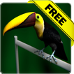 Tucan live wallpaper Free