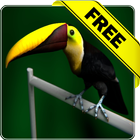Tucan live wallpaper Free-icoon