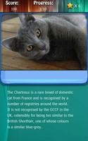 Kitty Cat Breeds Quiz HD 스크린샷 1