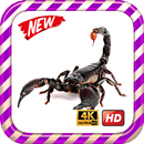 Scorpion King Wallpaper HD APK