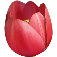 Tulip Flower 3D
