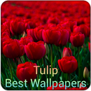 Tulips Wallpapers QHD Free APK