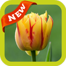 Tulip2 Wallpaper APK