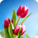 Tulips Flower Wallpaper APK