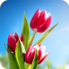 Tulips Flower Wallpaper icône
