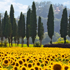 tuscany wallpaper icon