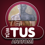 Tüm TUS Soruları Anatomi