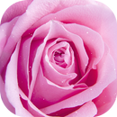 Pink Rose Live Wallpapers APK