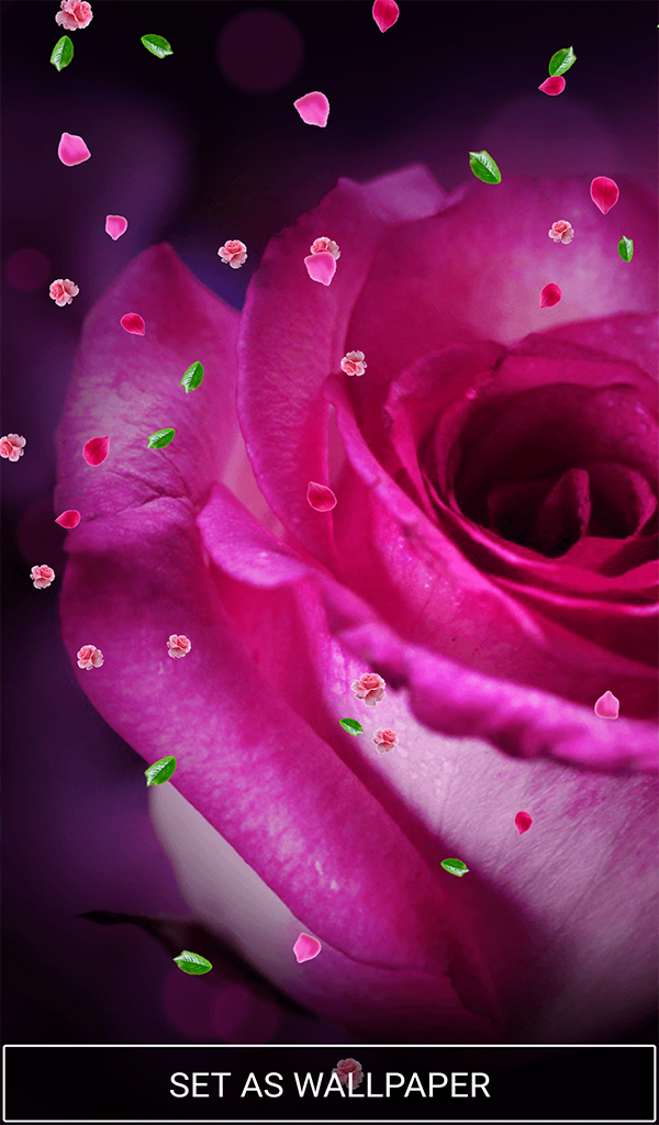 Rosa Rose Live Hintergrund APK 1.2 für Android herunterladen – Die