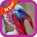 Turkey Wallpaper APK