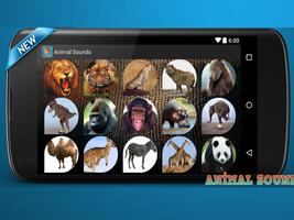 Animal Sounds plakat