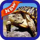 Turtle Wallpaper ikon
