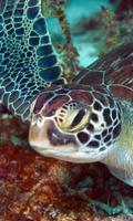 Turtle Wallpaper penulis hantaran