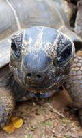 Turtle Wallpaper syot layar 1