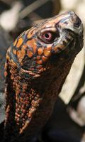 Turtle Wallpaper syot layar 2