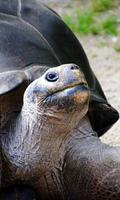 Turtle Wallpaper syot layar 3