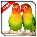 Merawat Burung Lovebird APK