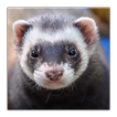 ”Ferrets Great Funny Home Pets