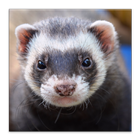 Ferrets Great Funny Home Pets ikon