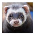 Ferrets Great Funny Home Pets Zeichen
