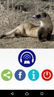 Ferrets Great Funny Home Pets syot layar 2