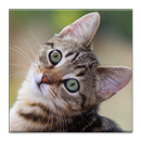 Kitten Care Full Healthy Guide APK