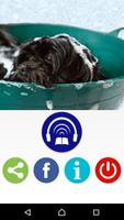 Pet Grooming Keep Best Hygiene ảnh chụp màn hình 2